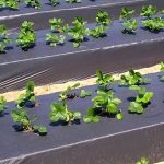 teli-pacciamatura-biodegradabili_Toscana-ambiente