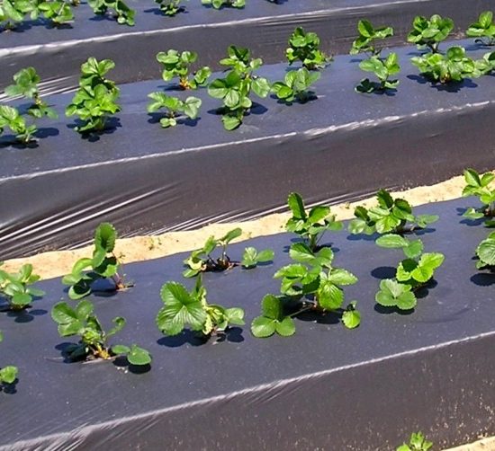 teli-pacciamatura-biodegradabili_Toscana-ambiente