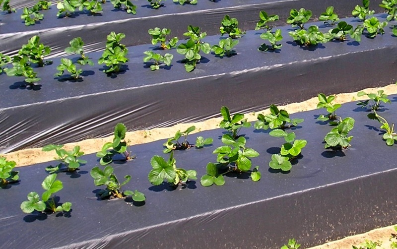 teli-pacciamatura-biodegradabili_Toscana-ambiente