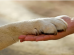 animali-uomo-relazione_Toscana-ambiente