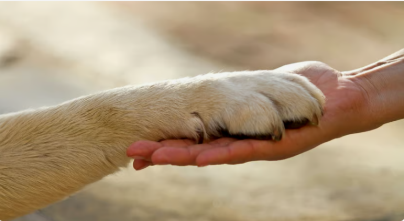 animali-uomo-relazione_Toscana-ambiente