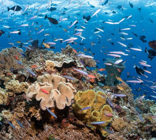oceano-barriera-corallina_Toscana-ambiente