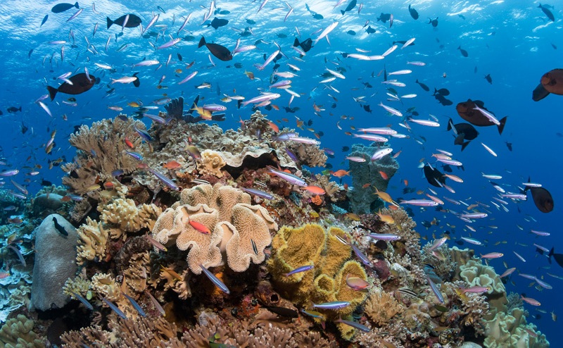 oceano-barriera-corallina_Toscana-ambiente
