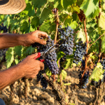 coltivare-biologico-ufficio_Toscana-ambiente