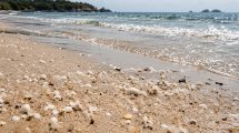 granuli-bianchi-mare-spiagge-Toscana-ecologica-ambiente