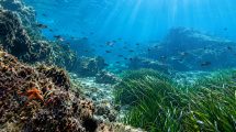 microbioma-marino-salute-fondali-Toscana-ambiente