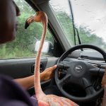 Jasper Doest, Wild Spirit. Human Rhythms, @SienaAwardsPhotoFestival2026