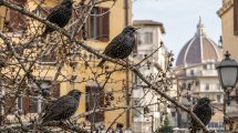 Storni-delibera-Tar-Toscana-ecologica-ambiente