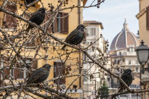 Storni-delibera-Tar-Toscana-ecologica-ambiente