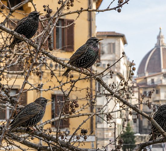 Storni-delibera-Tar-Toscana-ecologica-ambiente