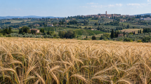grani-antichi-Montespertoli-filiere_Toscana-ambiente