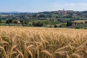 grani-antichi-Montespertoli-filiere_Toscana-ambiente