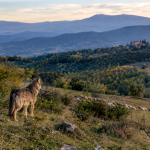 lupo-tutela_Toscana-ecologica