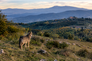 lupo-tutela_Toscana-ecologica