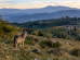 lupo-tutela_Toscana-ecologica