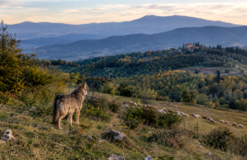 lupo-tutela_Toscana-ecologica