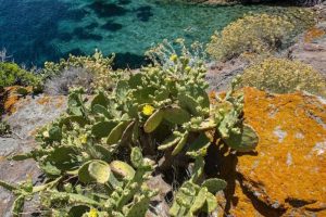progetto-LIFE-habitat-Capraia_Toscana-ambiente