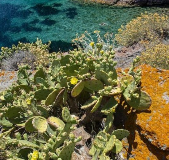 progetto-LIFE-habitat-Capraia_Toscana-ambiente