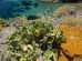 progetto-LIFE-habitat-Capraia_Toscana-ambiente