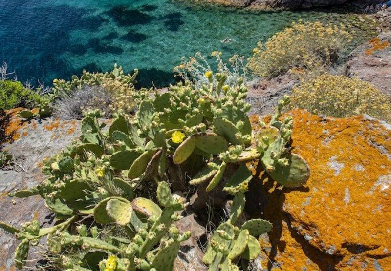 progetto-LIFE-habitat-Capraia_Toscana-ambiente