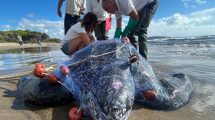 tartaruga-liuto-reti-pesca_Toscana-ambiente