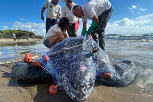 tartaruga-liuto-reti-pesca_Toscana-ambiente