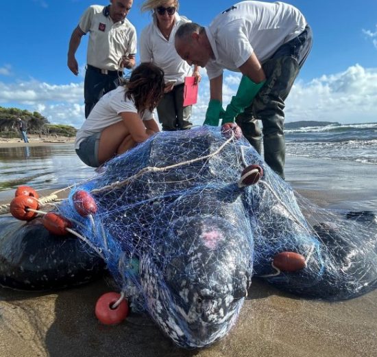 tartaruga-liuto-reti-pesca_Toscana-ambiente